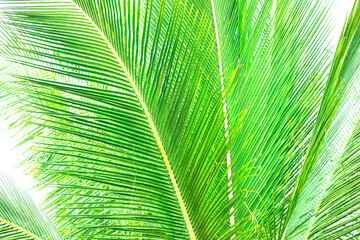 Obraz na płótnie Canvas Green tropical leaves on white background. Palm leaves pattern. Vibrant green color of cocos palm leaves. Exotic background.