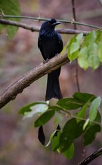 The face and neck of the crown is red, the middle of the crown is black, long down beside the head and the side is red. The birds are found in the lower western regions with black on the cheeks.