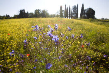 Anchusa plants in backlight with sapphire blue flowers in the foreground  and blurred background with a meadow full of yellow flowers 