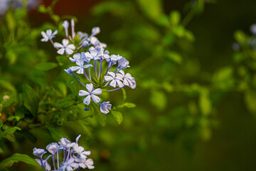 Flowering plumbago plants with purple flower clusters and blurry green leaves background