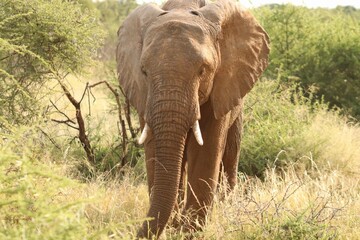 Fototapeta premium Animals Of The Pilanesberg