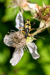 Spotted Longhorn Beetle (Strangalia or Rutpela maculata) a yellow flying insect bug with black spots, stock photo image