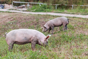 Two free pigs on a clearing in the pasture, in front of the forest. 