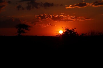 Animals Of The Pilanesberg