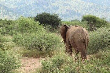 Animals Of The Pilanesberg