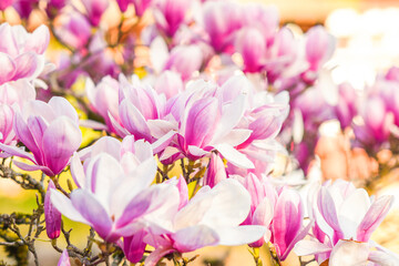 Beautifully blooming magnolia in a spring garden, selective focus.