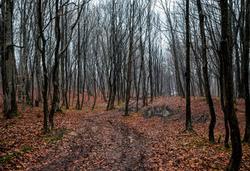 Fototapeta premium Misty mysterious forest landscape in early spring. Nature of New England, USA 