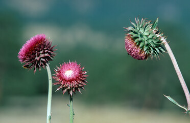 Thistle blossom in meadow in the Rocky Mountains