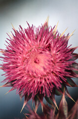 Thistle blossom in meadow in the Rocky Mountains