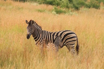 Animals Of The Pilanesberg