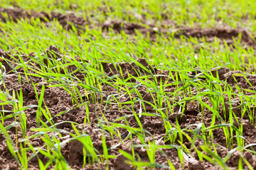 agricultural field with green grass