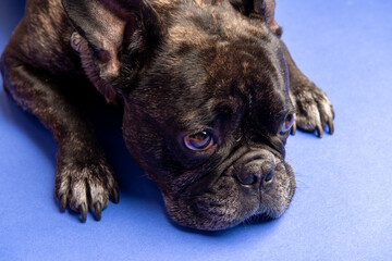 Französische Bulldogge auf blauen Hintergrund