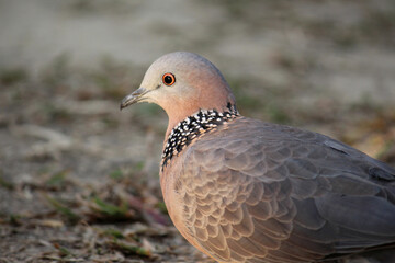 Spotted dove