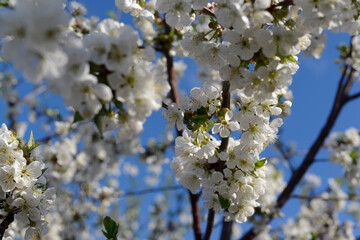 blooming cherry tree in the garden