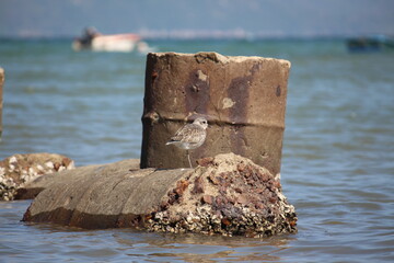 Season Migratory Birds Nearby The Sea