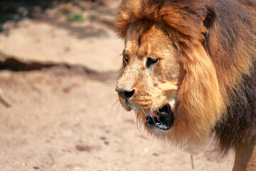 Close-up - side profile - portrait of a lione. A lion roar showing its teeth and power. Text space. 