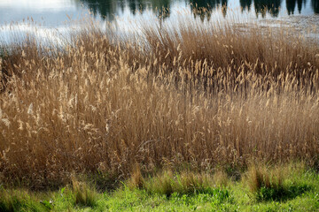 au bord du lac