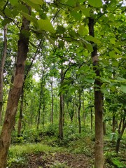 footpath in the forest