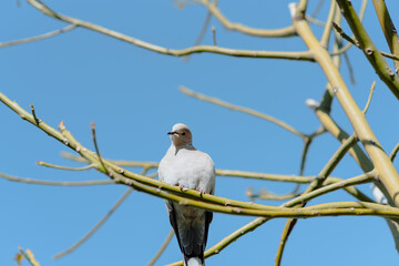 Pidgeon on the tree