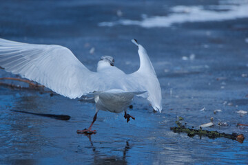 Black-headed gull on ice