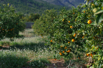 Fototapeta na wymiar Orange tree in spain