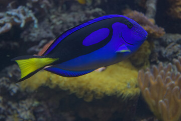 Paracanthurus hepatus Warsaw ZOO