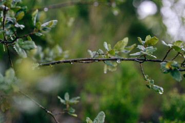 Planta con gota de lluvia
