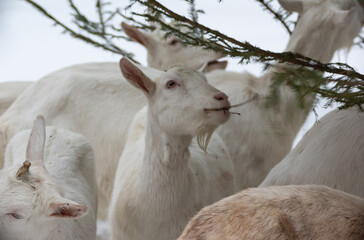 white milking goats graze and eat green spruce branches close-up in winter snowy forest