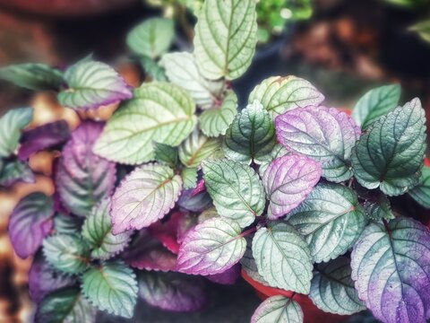 Redivy  is herbaceous plant.Popularly planted as a soil mulch. The highlight is the leaves that play colors alternating with green-gray, hue with purple iridescence.Hemigraphis alternata (Burm.f.)