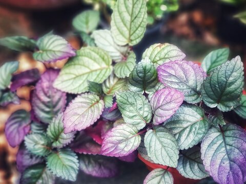 Redivy &nbsp;is herbaceous plant.Popularly planted as a soil mulch. The highlight is the leaves that play colors alternating with green-gray, hue with purple iridescence.Hemigraphis alternata (Burm.f.)