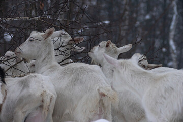 white milking goats graze and eat birch branches with buds close-up in a winter snowy forest in the evening