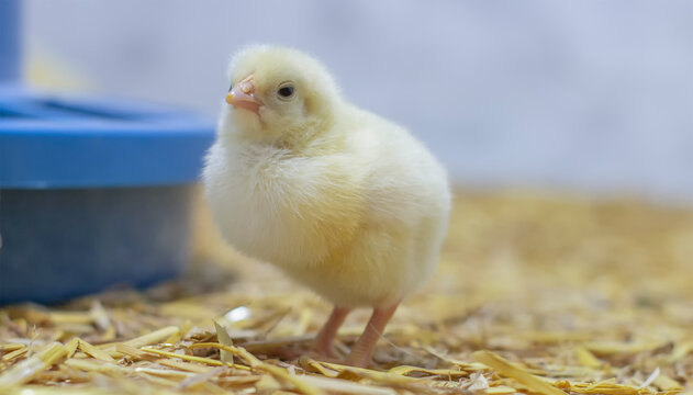 Baby broiler chicken in a cage near the feeder. Selective focus.