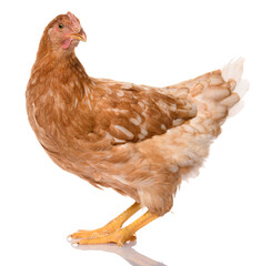 one brown chicken isolated on white background, studio shoot