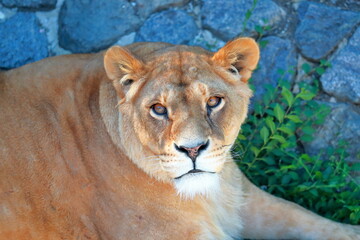 Male lion lying in grass looking at the camera. Panthera Leo.