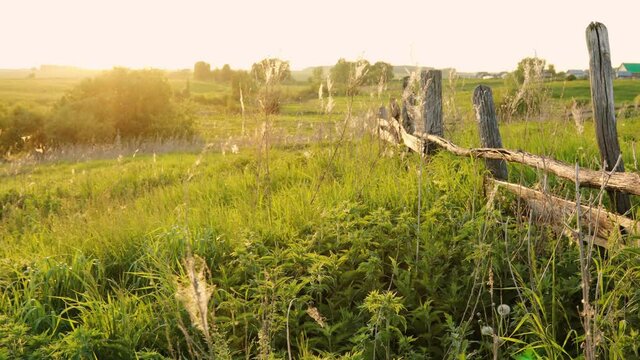 Old rickety hedge in an overgrown field against the backdrop of sunset light. Summer colors