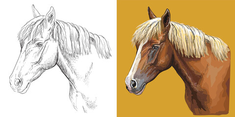 Vector illustration portrait of beauty young horse