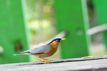 old world flycatchers
