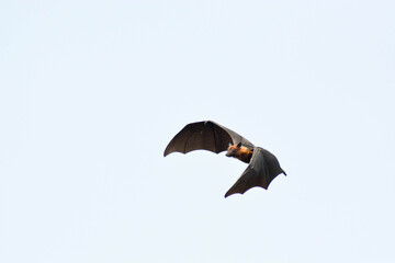Bat in flight