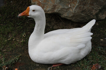 El pato doméstico es una subespecie de ave anseriforme de la familia Anatidae