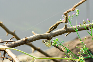 Butterfly on a tree