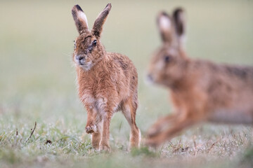European Brown Hare chase