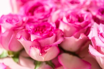 Fototapeta premium Pink roses