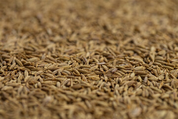 Cumin seeds in black background