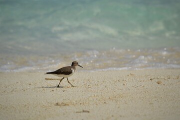 selective focus on the seagull for background