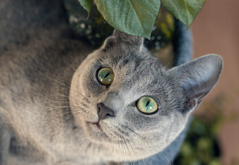 Russisch Blau Katze