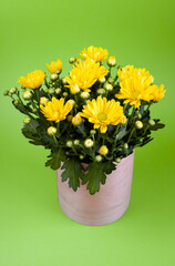 Bouquet of yellow chrysanthemums in a pot isolated on a yellow background. Postcard with place for text. Autumn flowers, flowerbot close-up. Grow a flower at home. Copy space.Chrysanthemum bush.