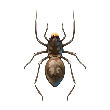 Home spider, macro of insect. Vector illustration