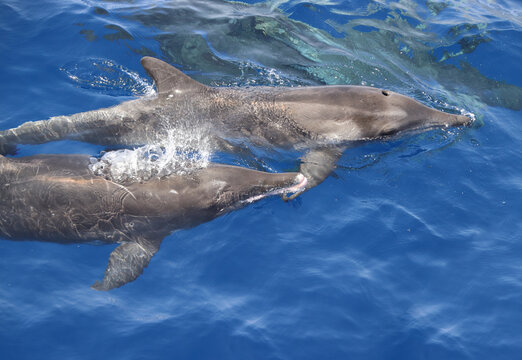 Rough toothed dolphin (Steno bredanensis). Picture taken during a whale watching trip.