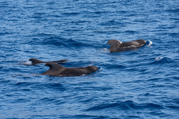 Fototapeta premium Pilot whale (Globicephala macrorhynchus). Picture taken during a whale watching trip.