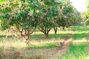Fototapeta na wymiar Agriculture of mango,Green mango tree garden in Thailand,fresh Mango flowers on Tree, agriculture concept